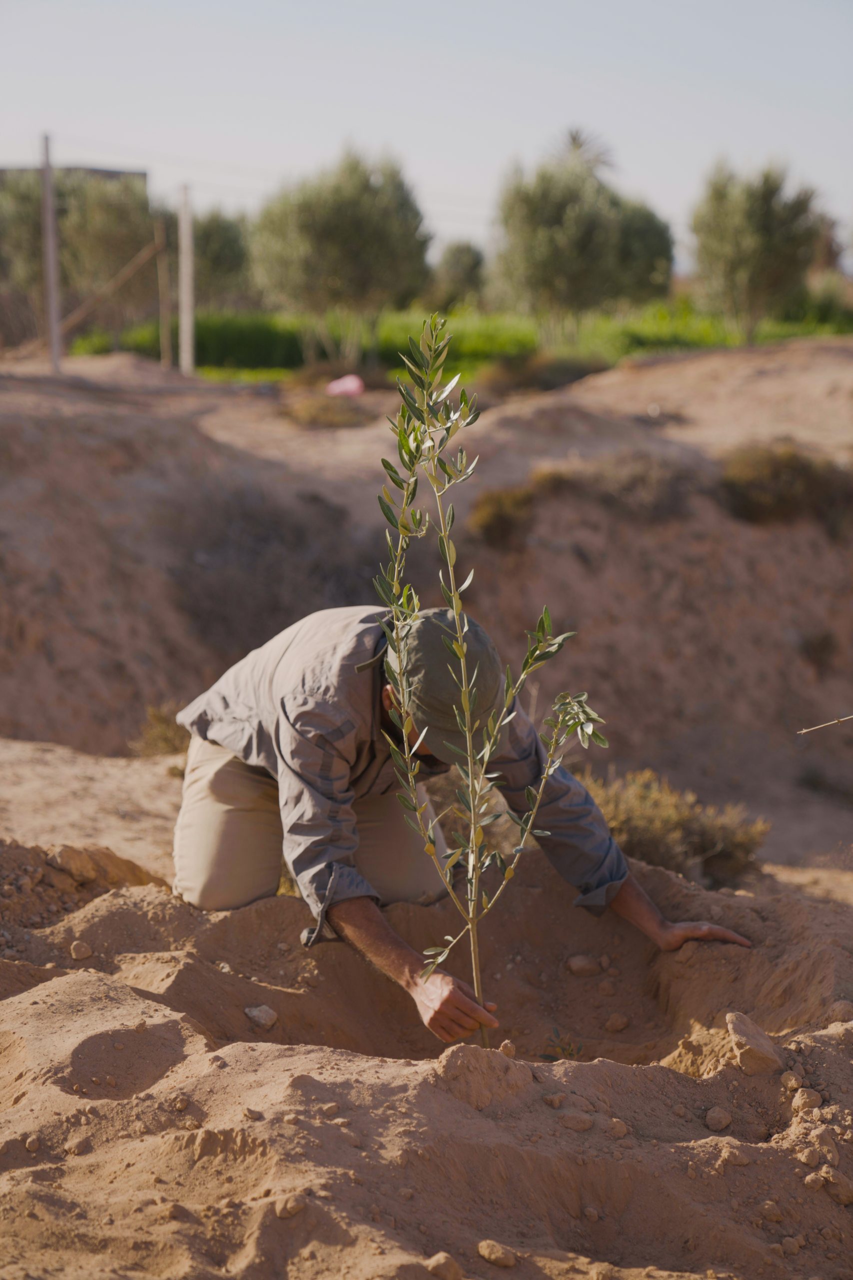 Homme plantant un jeune arbre dans une tranchée près d'une oasis